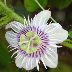Passiflora branca